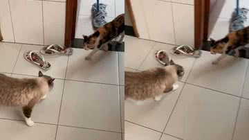 Reprodução/TikTok @caiobileski