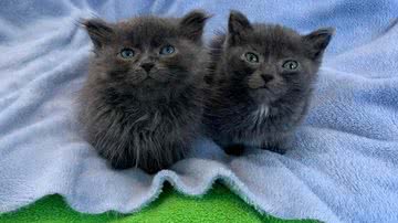 Arquivo Pessoal/Laura e Cassidy