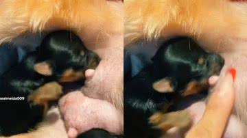 Reprodução/TikTok @rayannealmeida009