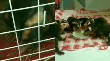 Reprodução/Instagram @ongbenditaadocao