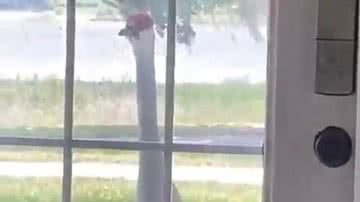 Arquivo Pessoal/Autumn Cochella