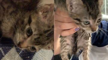 Reprodução/Instagram @nickk_poggiali