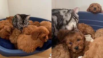 Reprodução/TikTok @kiwigirlxoxox