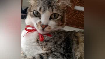 Reprodução/TikTok @isazambardino