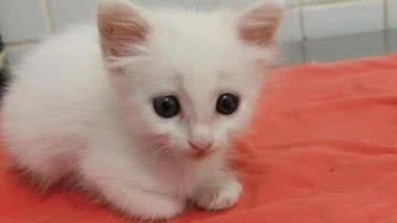 Reprodução/TikTok @mcrft07