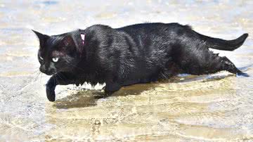 Reprodução/Instagram @nathan_thebeachcat