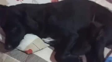 Reprodução/TikTok @andreiarenno