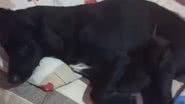 Reprodução/TikTok @andreiarenno