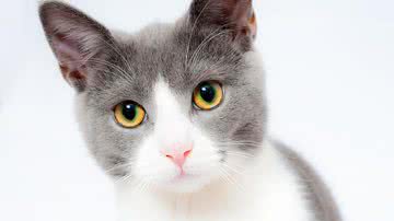 Foto Ilustrativa/Pixabay