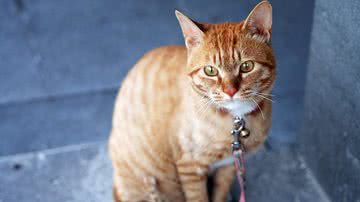 Foto Ilustrativa/Pixabay