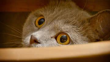 Foto Ilustrativa/Pixabay