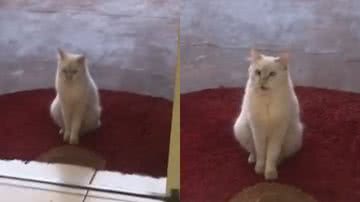 Reprodução/TikTok @paulaoliveiraperes