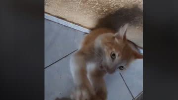 Reprodução / Tik Tok