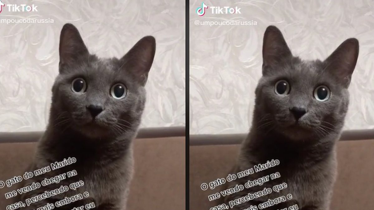 jogo do google do gato｜Pesquisa do TikTok