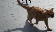Imagem Gato vai à praia pela primeira vez e tem opiniões fortes sobre o passeio; veja imagens