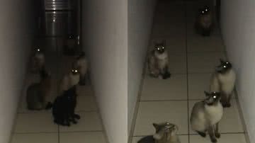 Reprodução/TikTok @biancalemosz