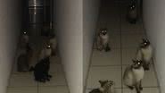 Reprodução/TikTok @biancalemosz