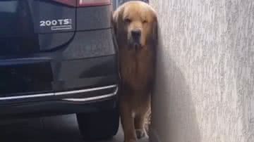 Reprodução/TikTok @laraeoliver