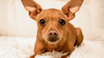 Foto Ilustrativa/Pixabay