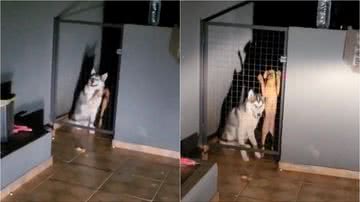 Reprodução/TikTok @gufallis