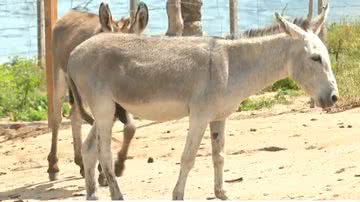 Reprodução/TV Globo