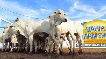 Divulgação/Bahia Farm Show