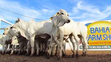 Divulgação/Bahia Farm Show