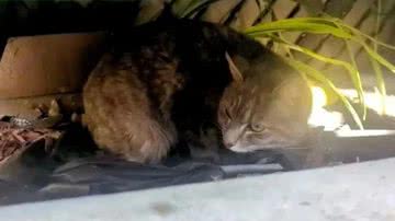 Reprodução/Instagram @littlewanderersnyc