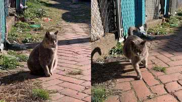 Reprodução/Zoorprendente