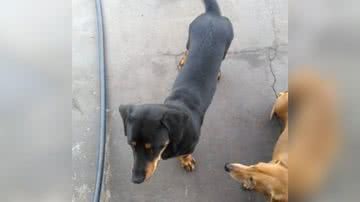 Reprodução/TikTok @luhmasson