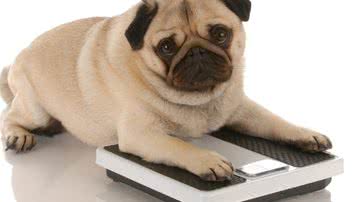 Imagem Atenção: Especialistas alertam para a importância de saber identificar a gordura corporal dos pets e evitar doenças