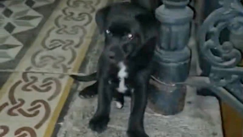 Imagem Pais caninos traumatizam filha com "cenas fortes"; veja vídeo