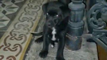 Imagem Pais caninos traumatizam filha com "cenas fortes"; veja vídeo