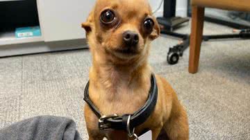 Reprodução/Twitter @centraldaluisa