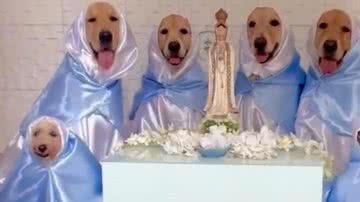 Reprodução/Instagram @sexteto4patas