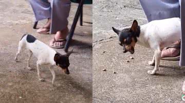 Reprodução/TikTok @garasontijo