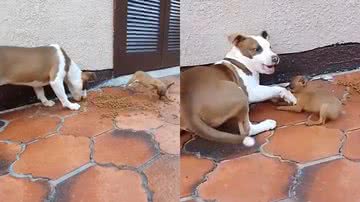 Reprodução/TikTok @demoniodatasmania01