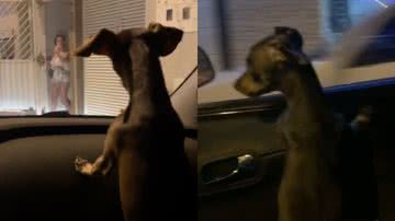 Reprodução/TikTok @pipoquinhapinscher