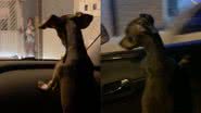 Reprodução/TikTok @pipoquinhapinscher