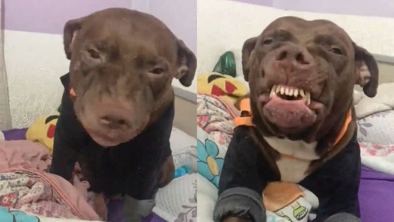 Reprodução/TikTok @anajulia_vicentim