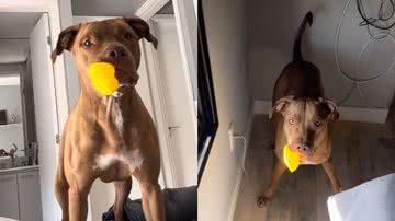 Reprodução/TikTok @seuamigopitbull