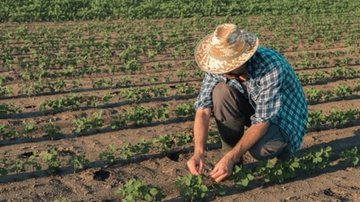 Divulgação/Ministério da Agricultura
