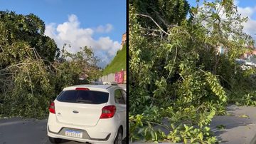 Imagem Queda de árvore deixa trânsito engarrafado na região do Dique do Tororó; veja vídeo