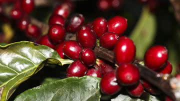 Valter Campanato/Agência Brasil