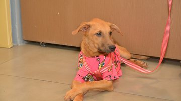 Joilson César/BNews