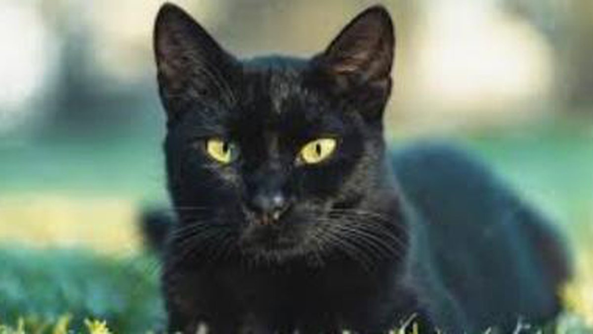 Gatos pretos: rejeitados e perseguidos