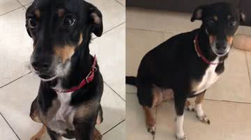 Reprodução/TikTok @zacaemeuri