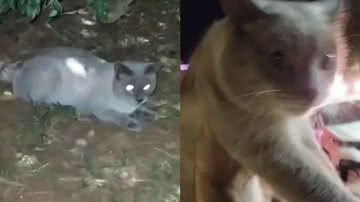 Reprodução/TikTok @vitorgzampieri