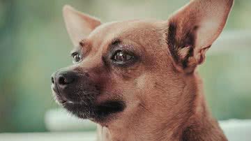 Foto Ilustrativa/Pixabay