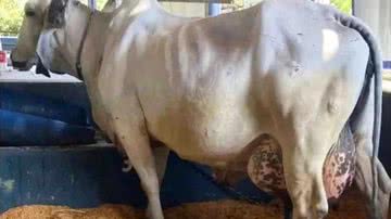 NaMídia Assessoria/ Divulgação